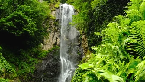 Waterfall in the rainforest, soft light on the tree ferns. Batumi. Georgia Stock Footage 198658334