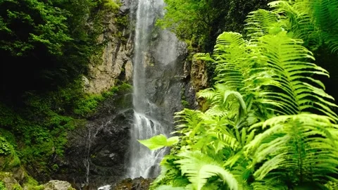 Waterfall in the rainforest, soft light on the tree ferns. Batumi. Georgia Stock Footage 198658643