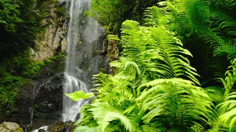 Waterfall in the rainforest, soft light on the tree ferns. Batumi. Georgia Stock Footage 198658681