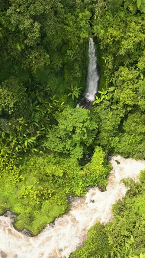 Waterfall in the rainforest. Sumatra, Indonesia. Stock Footage 321504386