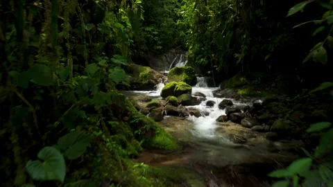 Waterfall Rapids Flowing Through Mindo Cloud Forest Jungle, Ecuador Video stock 331052980