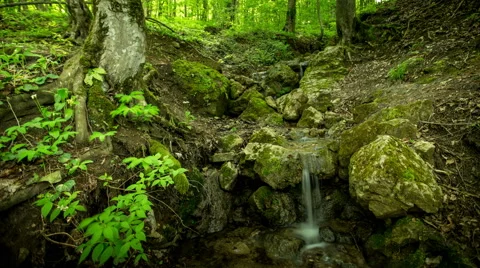 Waterfall rill lash down. Green forest tree. Nature background. 4K Time Lapse Stock Footage 49999049