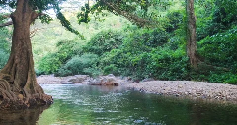 Waterfall river stream in tropical rain forest with tree Stock Footage 168917854