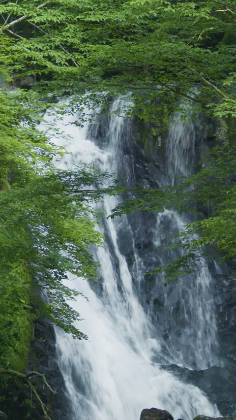 Waterfall on Rock Face in Green Forest Vertical Video Vidéo 346193104