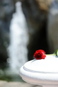 Waterfall rose Stock Photos