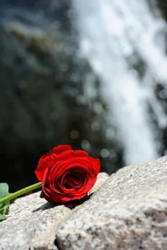Waterfall rose Stock Photos