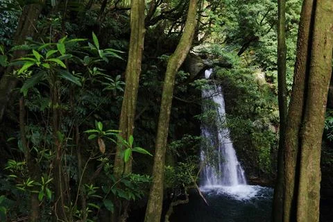 Waterfall Salto do prego in a laurel forest on Sao Miguel island, Azores W... Stock Photos