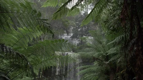 Waterfall seen through the forest and ferns Stock Footage