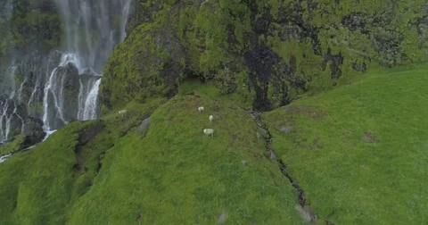Waterfall with Sheep (Aerial Drone View) - Iceland Stock Footage 84179601