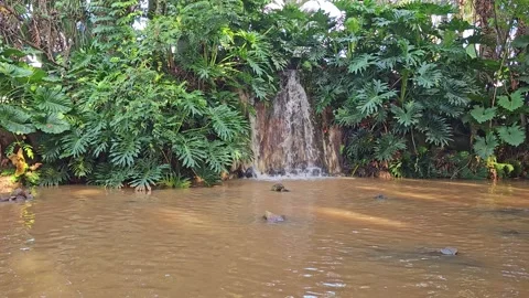Waterfall, small and beautiful waterfall surrounded by greenery in a small .. Video stock 240011535