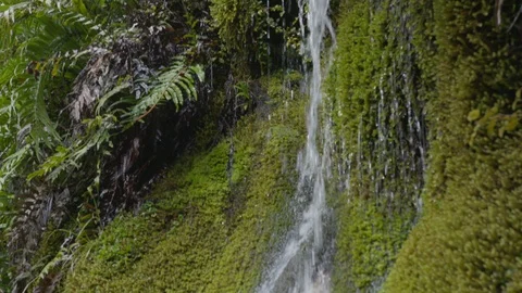 Waterfall Soaking Plants Stock Footage 86511723