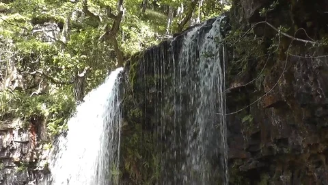 Waterfall spilling over mossy ledge in woodland Stock Footage 92576297