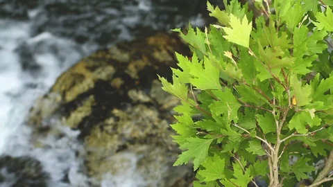 Waterfall on a Spring Creek in Plane and Oak Forest Stock Footage 93320155