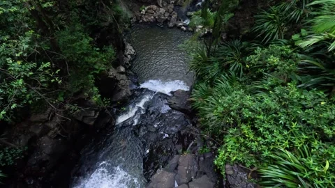 Waterfall in Springbrook Forest Stock Footage 295413440