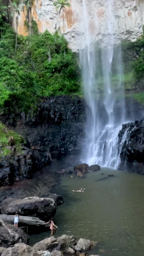 Waterfall in Springbrook Forest Stock Footage 309507923