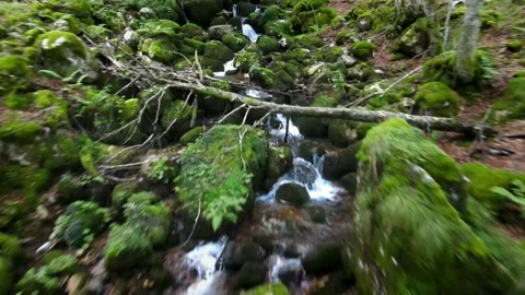 Waterfall Stream in a beech Forest Fall colors. Risky and close to water Stock Footage 140812249