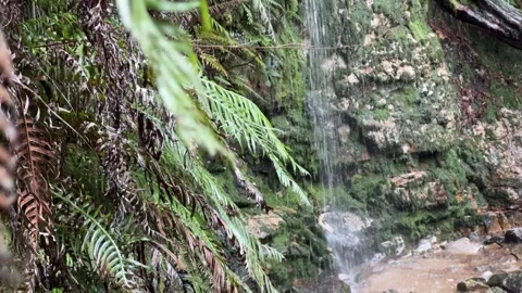 Waterfall stream in a forest in Constantia, Cape Town. Stock Footage 314412584