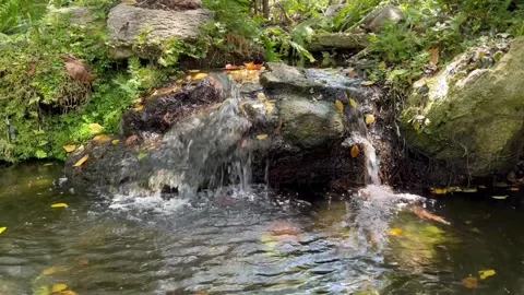 Waterfall in a stream with green natural forest Stock Footage 303946287