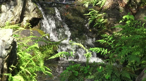 Waterfall Stream In Japanese Forest 스톡 동영상 50559868