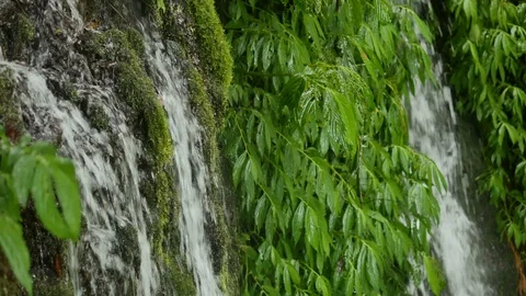 Waterfall streams between green leaves and moss Stock Footage 120914069