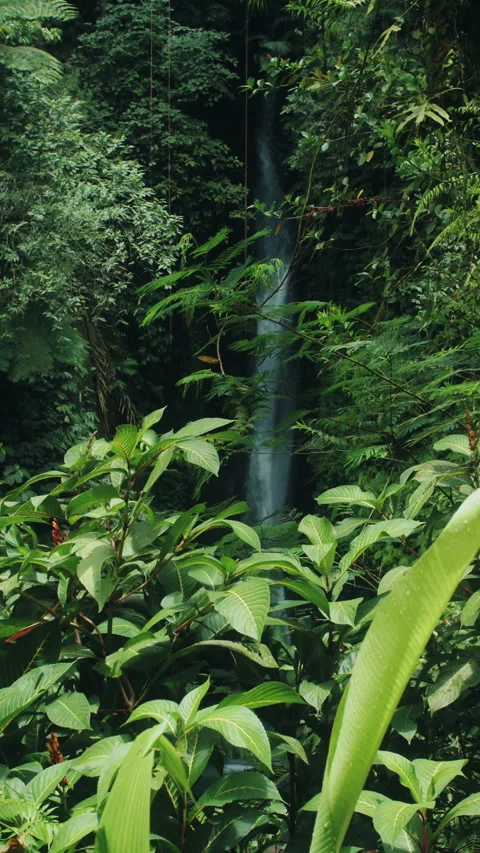 Waterfall surrounded by dense tropical jungle Stock Footage 308963545