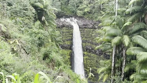 Waterfall surrounded by lush green rainforest Stock Footage 274379271