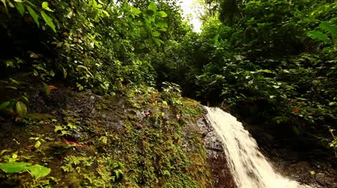 Waterfall Surrounded By Lush Green Trees In Costa Rica HD Video Stock Footage 25080504