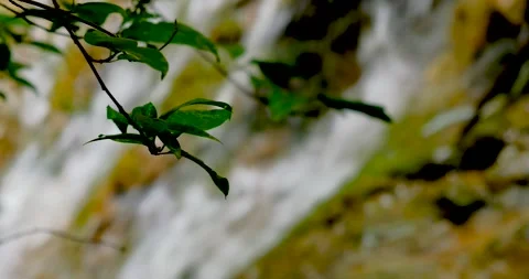 Waterfall surrounded by swaying branches Stock Footage 142621967