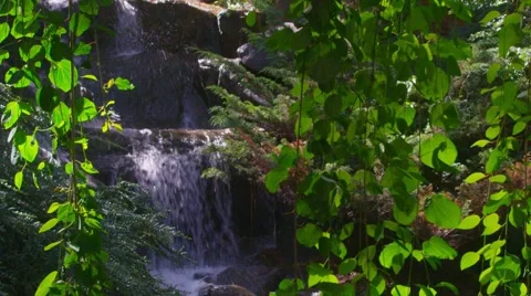 Waterfall Surrounded by Vines Stock Footage 50920618