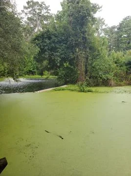 Waterfall in swamp Stock Photos