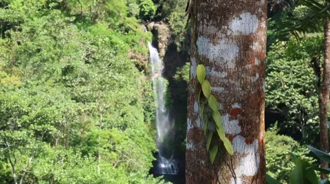 Waterfall of Tavida, Panama Video stock 59913446