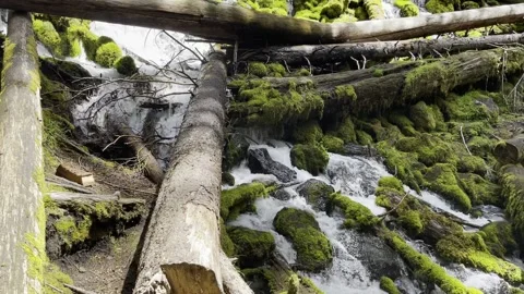 Waterfall through logs Stock Footage 156664904