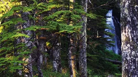Waterfall through Mossy Trees in Alaskan Rain Forest 스톡 동영상 11931018
