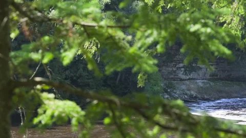 Waterfall Through Pine Tree Branches Stock Footage 166117755