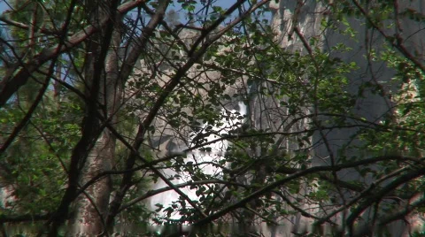 Waterfall through trees Vídeo Stock 479306
