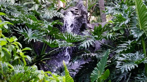 Waterfall in tropical forest Stock Footage 123695286