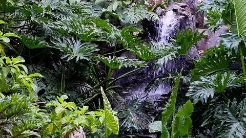 Waterfall in tropical forest Stock Footage 123696490