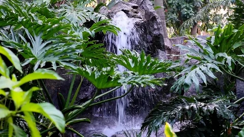 Waterfall in tropical forest Stock Footage 123696737