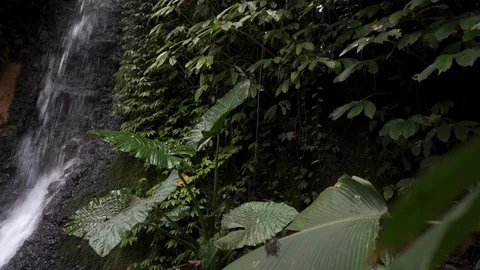 Waterfall in tropical forest. Jungle waterfall cascade with rock Stock Footage 126776847