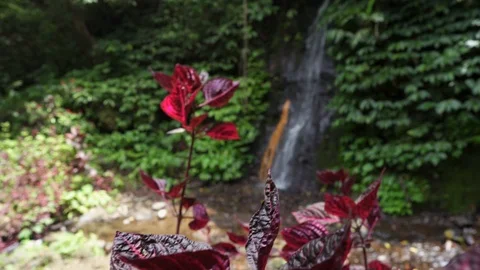 Waterfall in tropical forest. Jungle waterfall cascade with rock Stock Footage 126777006
