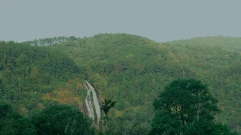 Waterfall in tropical forest with pine tree on mountain Stock Footage 310597639