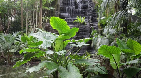 Waterfall in the tropical jungle Stock Footage 37022044