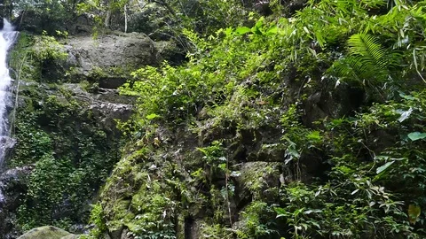 Waterfall in tropical rain forest. Stock-Footage 73598244