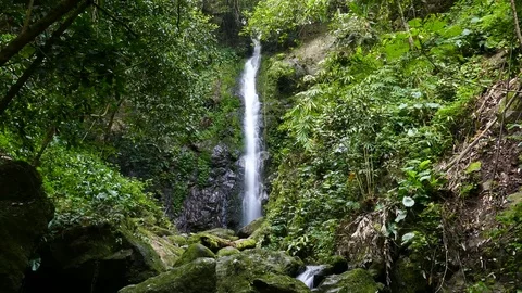 Waterfall in tropical rain forest. Video stock 74524401