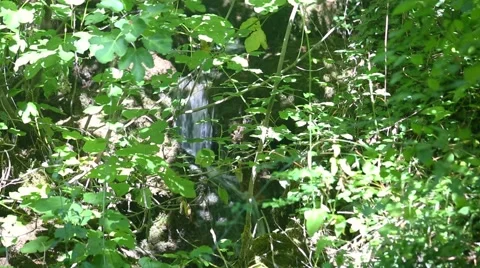 Waterfall un a sunny forest Stock Footage 54080256