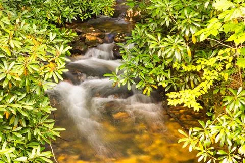 Waterfall  Under The Mountain Laurel Stock Photos