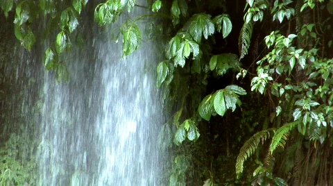 Waterfall under tree Stock-Footage 107400