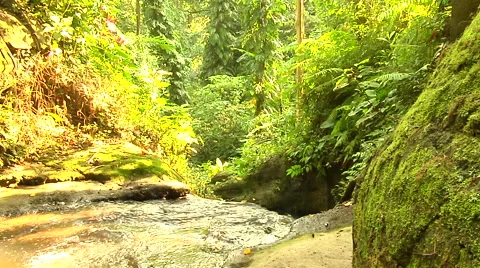Waterfall upstream in the forest in Bali Stock Footage 41379910