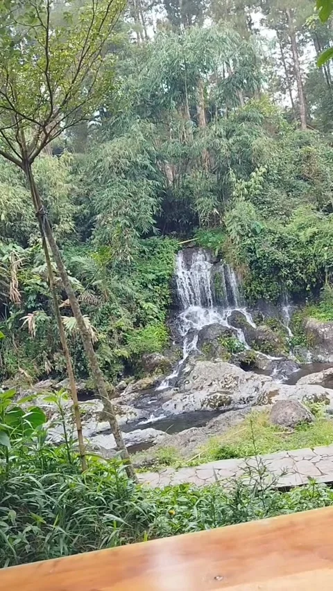 Waterfall view in Limpakuwus pine forest Stock Footage 308903796