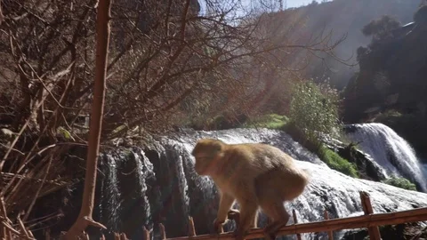 Waterfall view, monkey hangs around, Morocco, 60fps Stock Footage 102235546